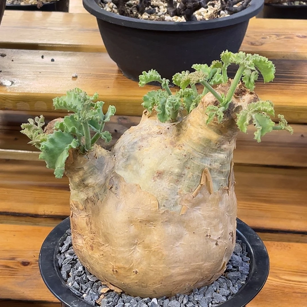 潮流植物 安哥拉 葡萄嗡