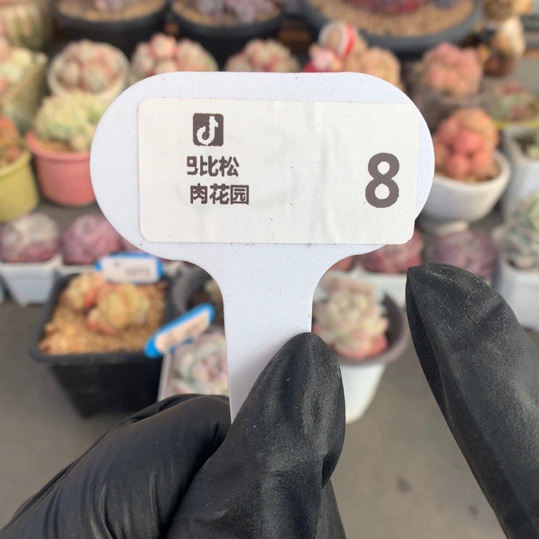 8 冰玉石化潜力股