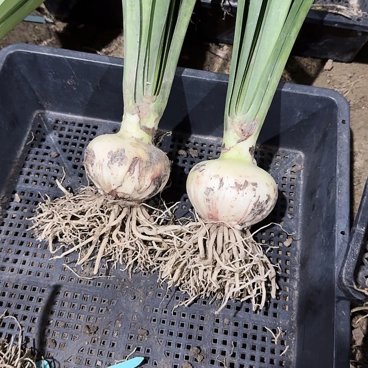 出水芙蓉朱顶红一棵7+