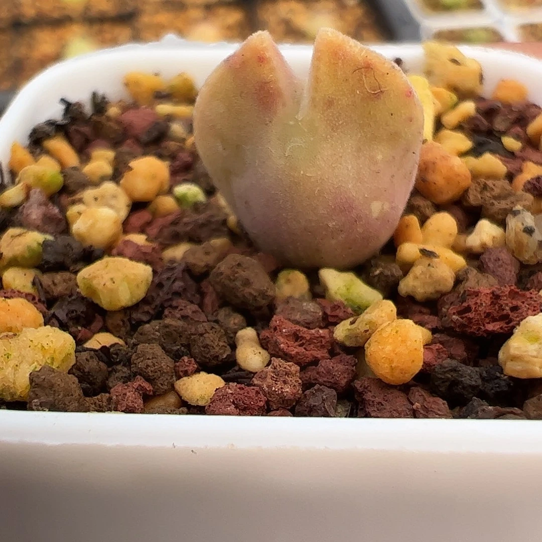 0000336 一物一拍TS矮化优选SB793空蝉脱土发