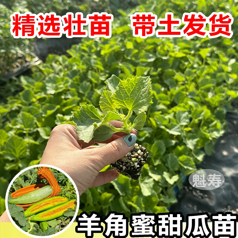 寿光爆甜嫁接羊角蜜苗秧网红甜瓜种子春秋四季盆栽大棚小院南北方
