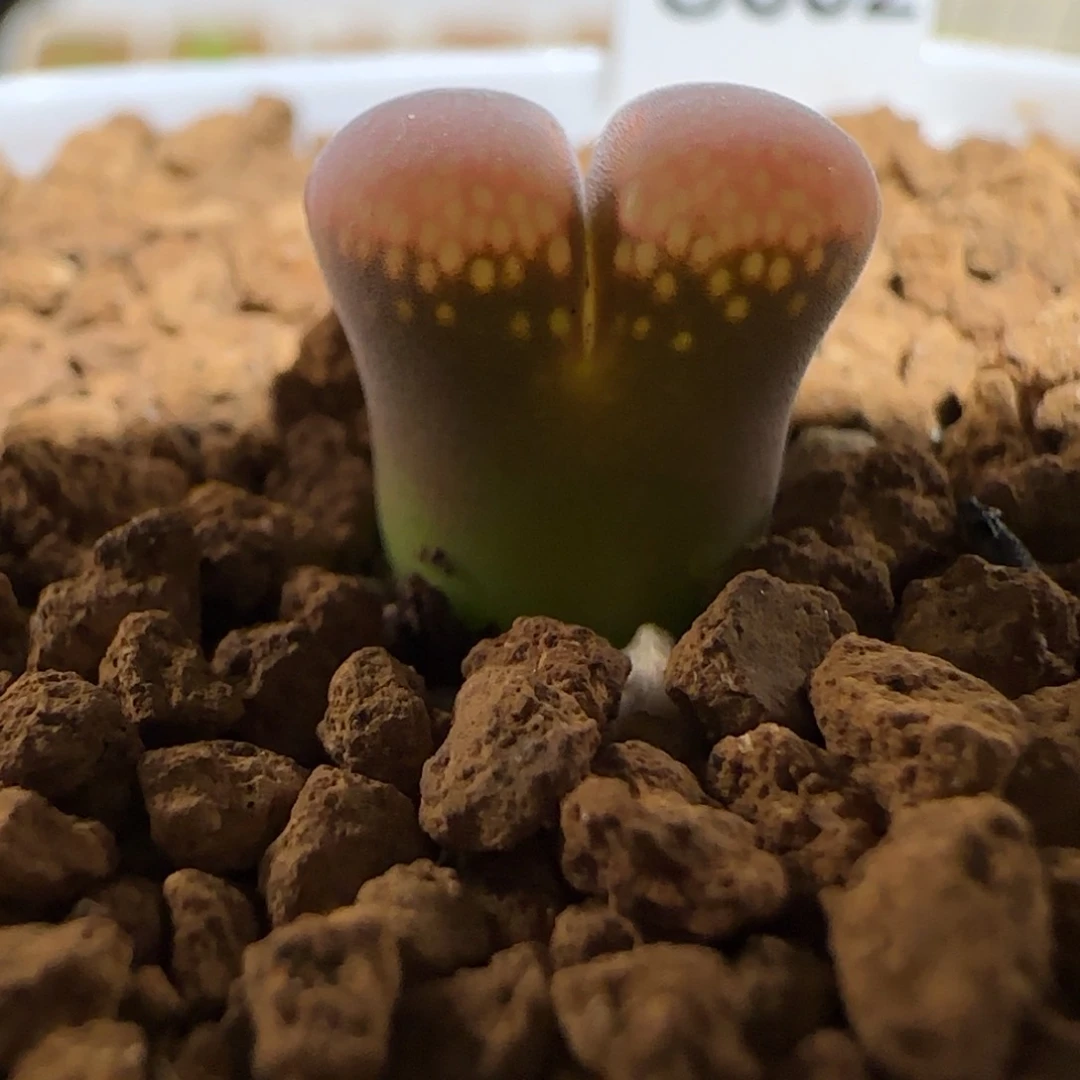 肉锥多肉植物组合-肯哈德202