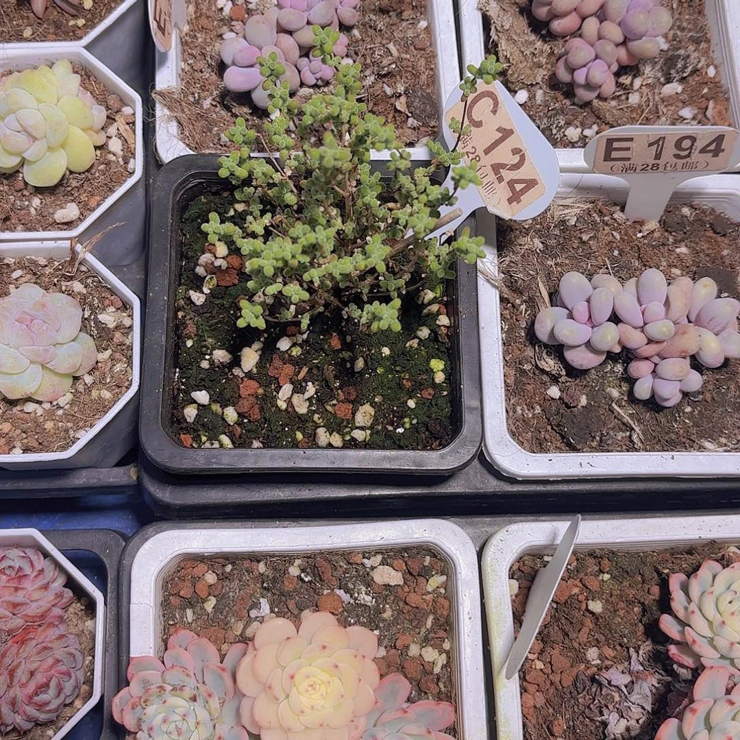 C124莱斯一物一拍