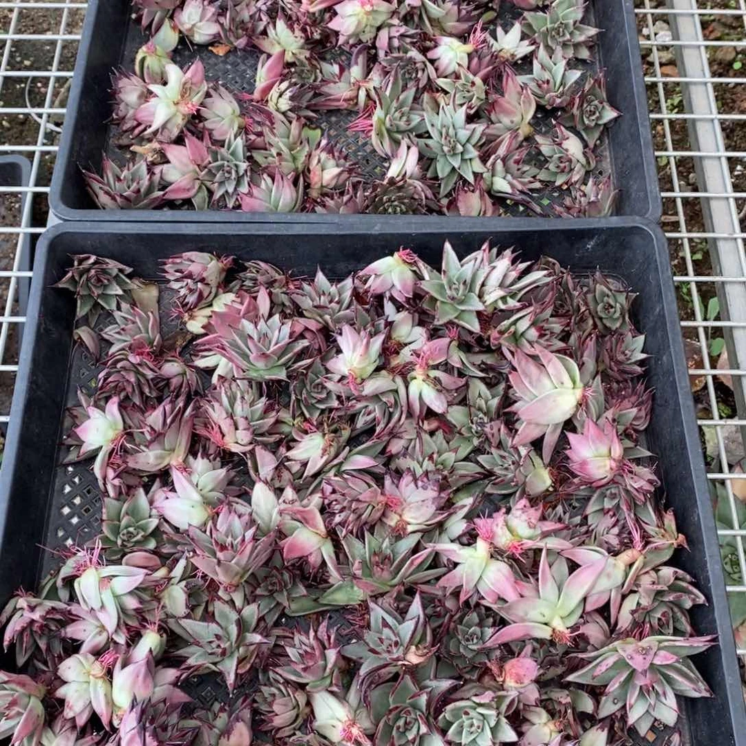 美乌混合侧芽8棵