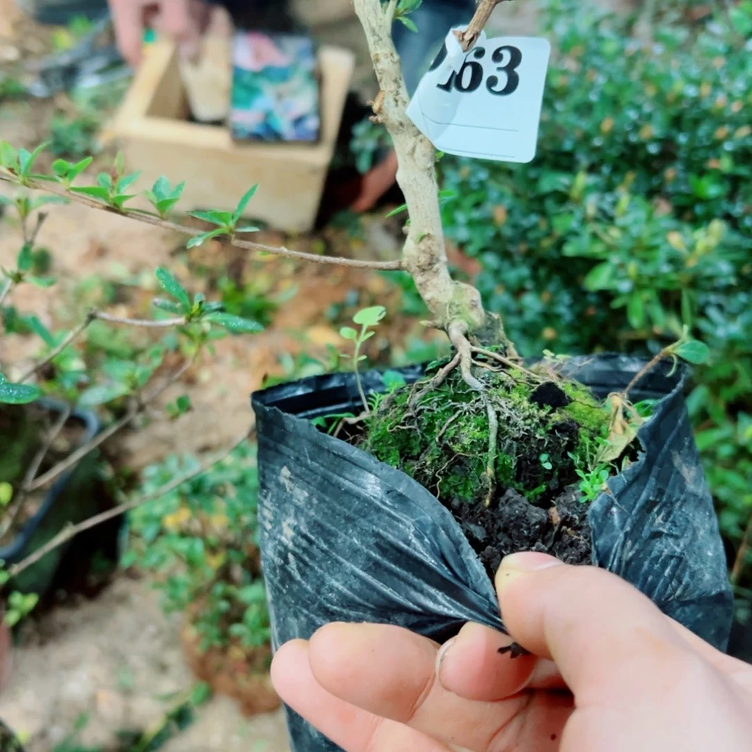 完全开放枫杜鹃花科植物有花