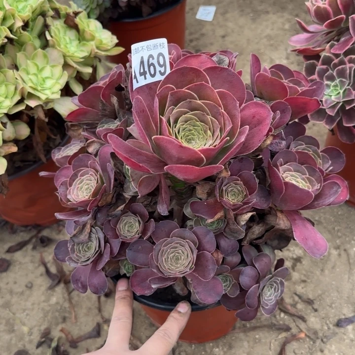 魅金……多肉植物……