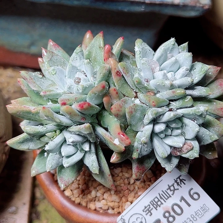 8016墨西哥白雪仙女杯多肉