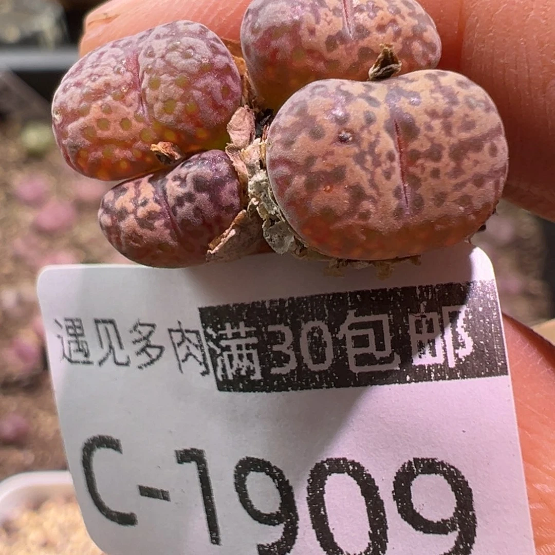 多肉植物111111111111