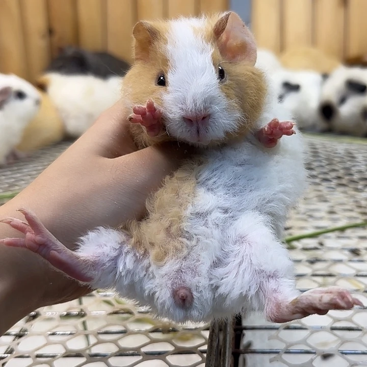 豚鼠黄白开脸弟弟