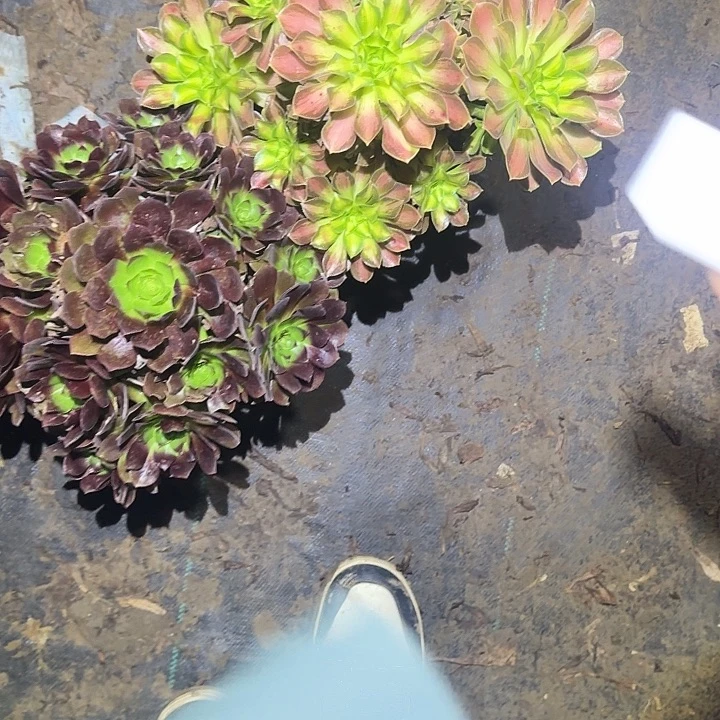 一物一拍不包损2号