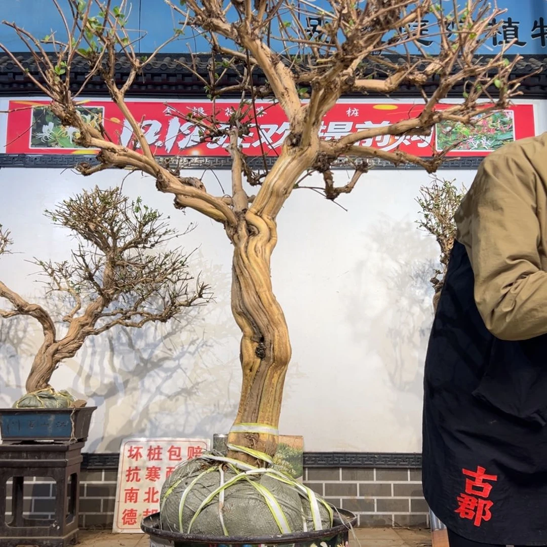 无花朵金银5888888888999