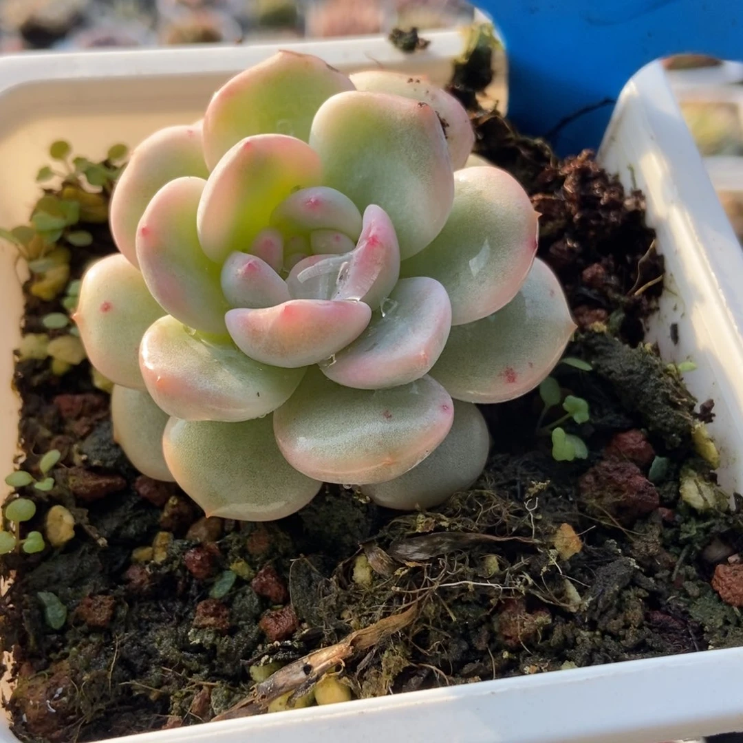 115梦露锦多肉植物