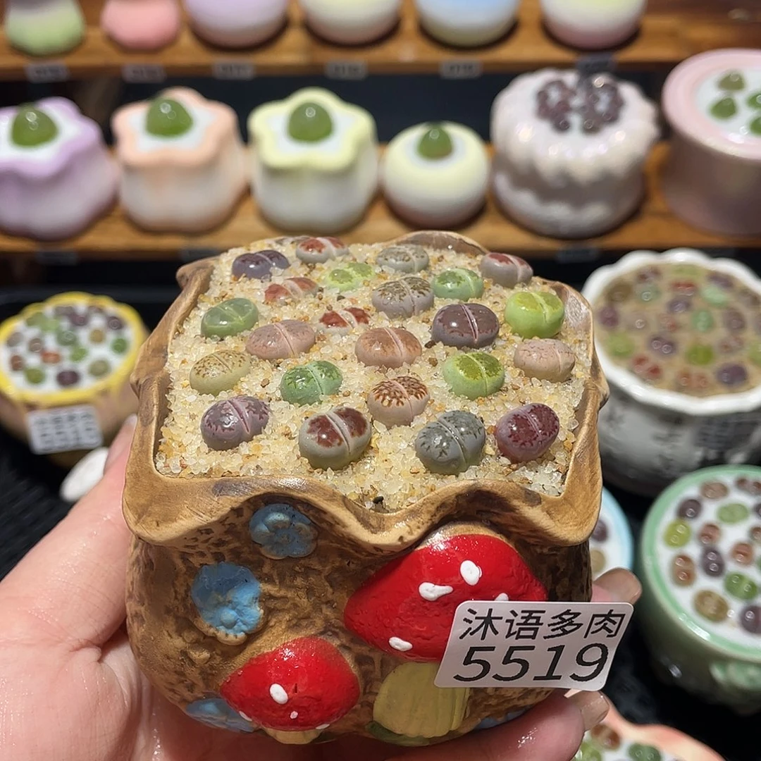 带盆土植物 一物一拍5519