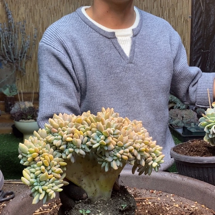 m***u402号淡雪多肉植物