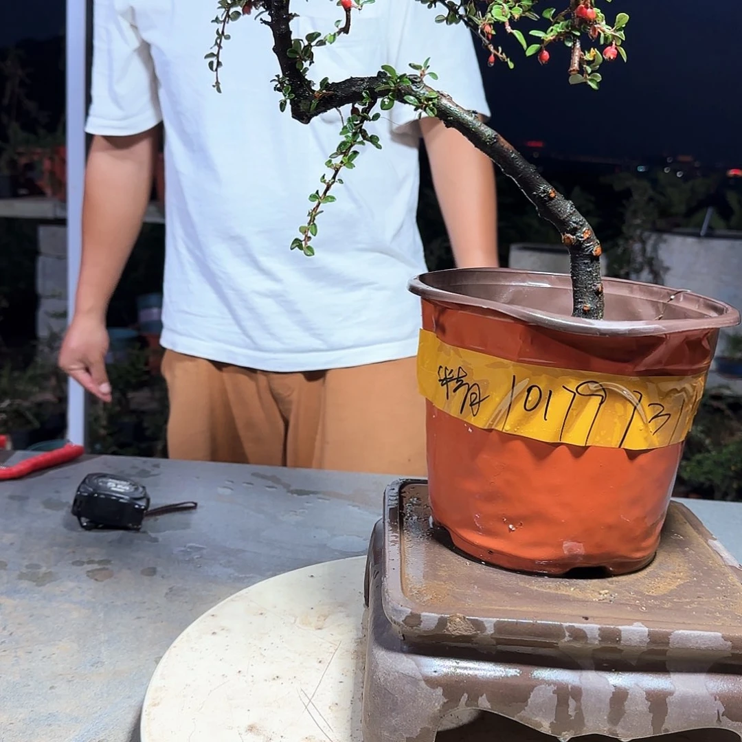 完全开放白花栒子