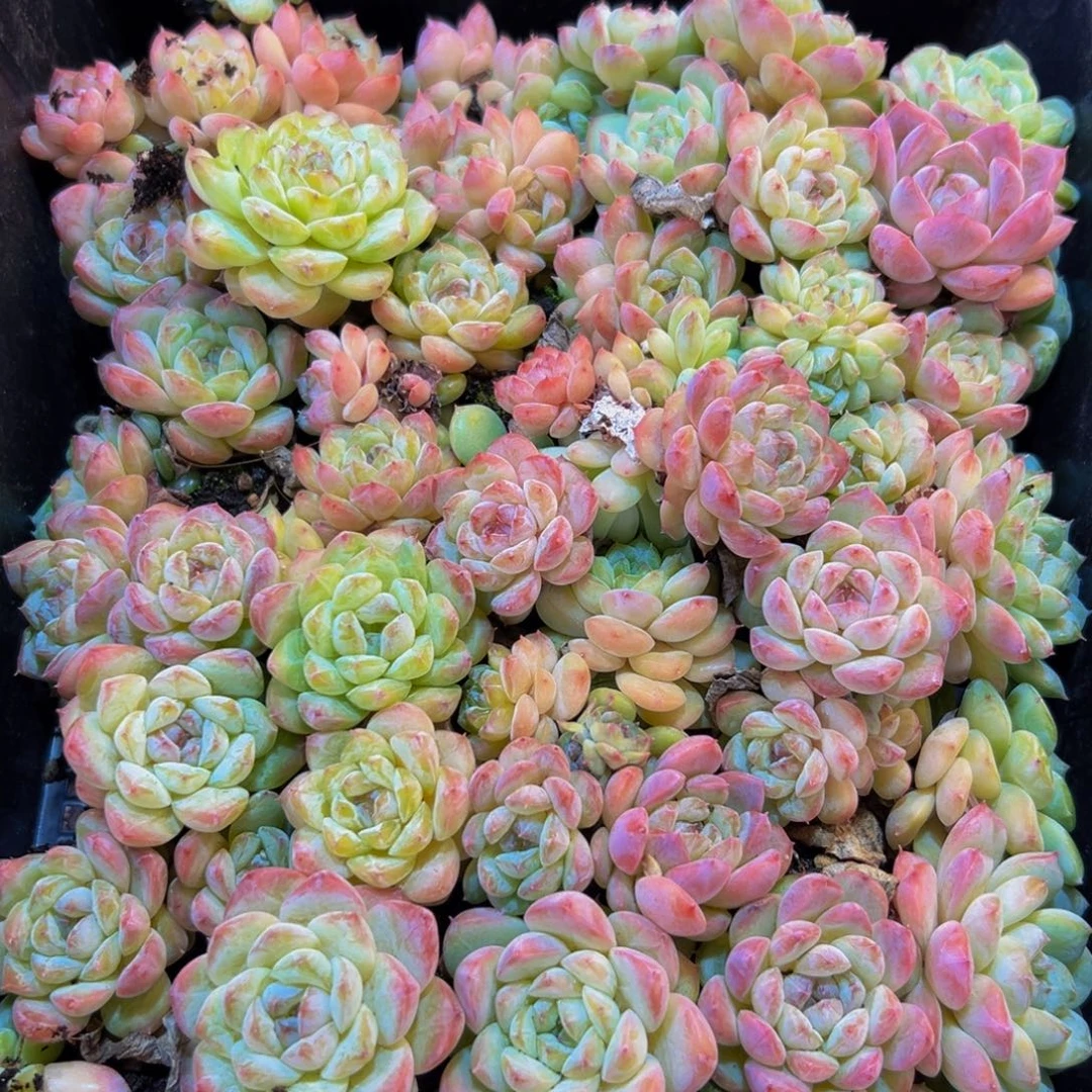 鸽***鸽099的人了吧哈哈哈哈哈