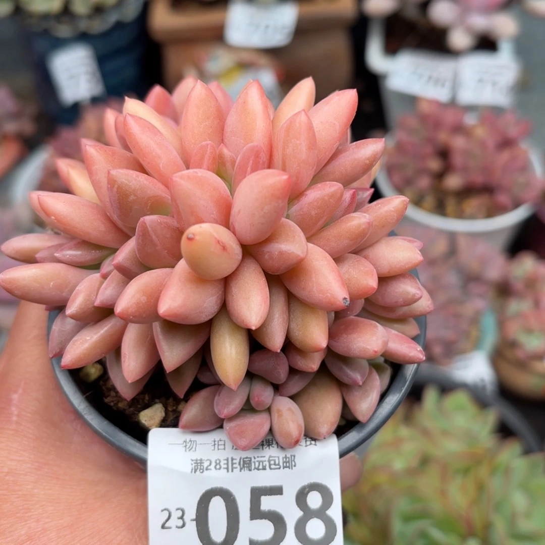 桃花源缀化多肉多肉多肉