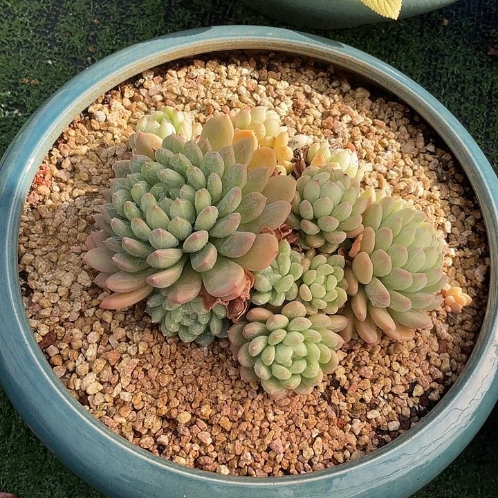 百达翡翠  不带盆土满20包邮发货