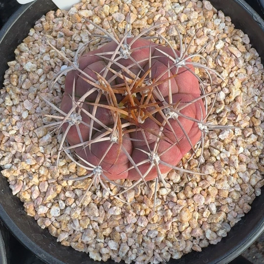 仙人球良宽实生根