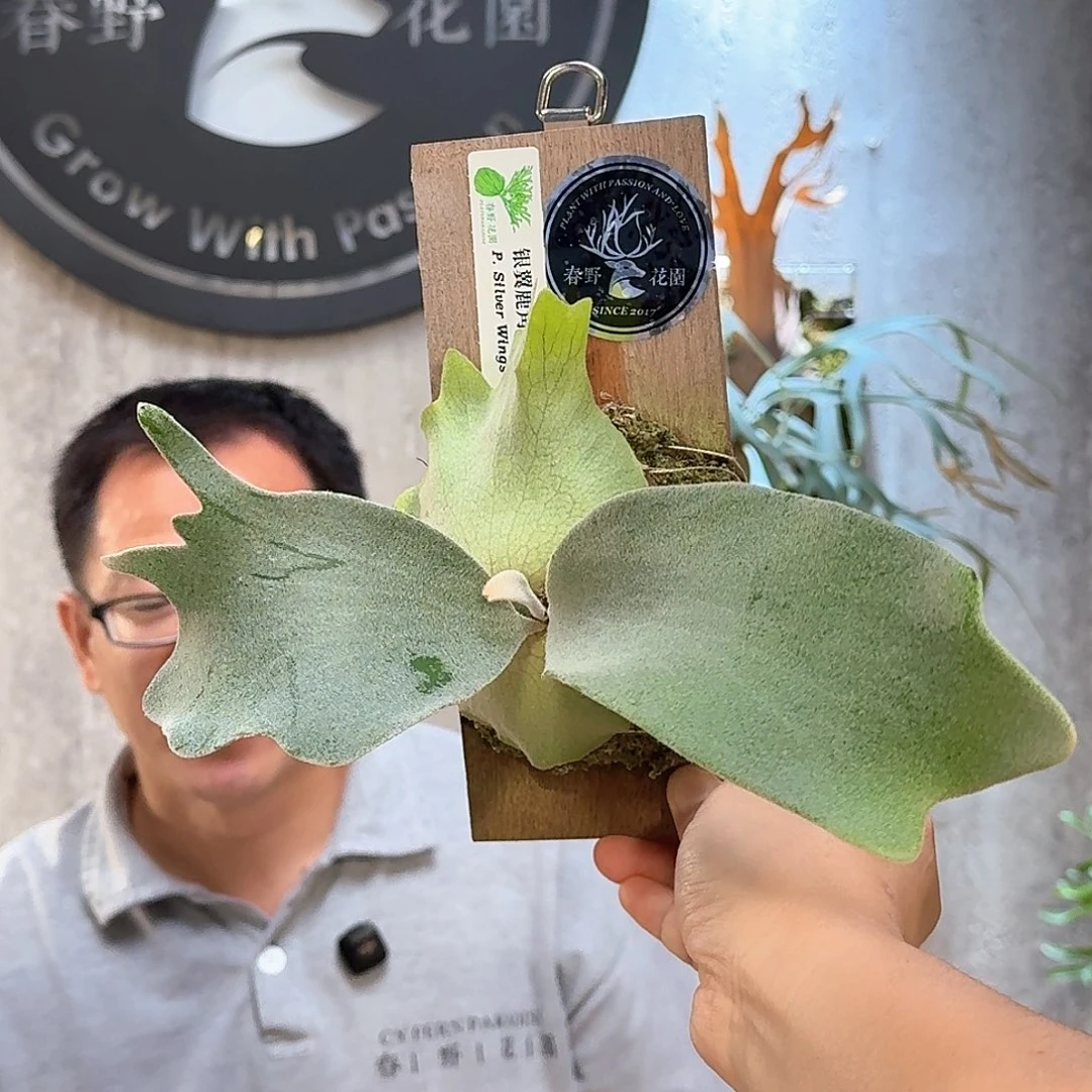 完全开放银翼鹿角蕨书签板