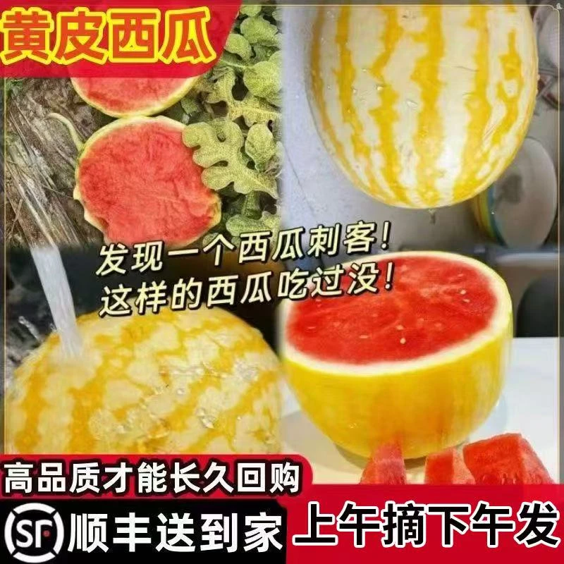 新鲜当季黄金黄皮西瓜礼品薄西瓜超甜多汁顺丰包邮现摘速发