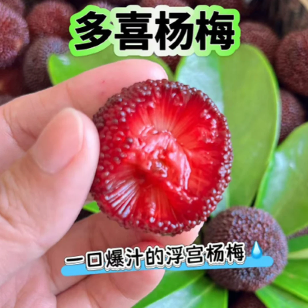 正宗仙居东魁杨梅现摘现发新鲜多汁当季水果冷链空运