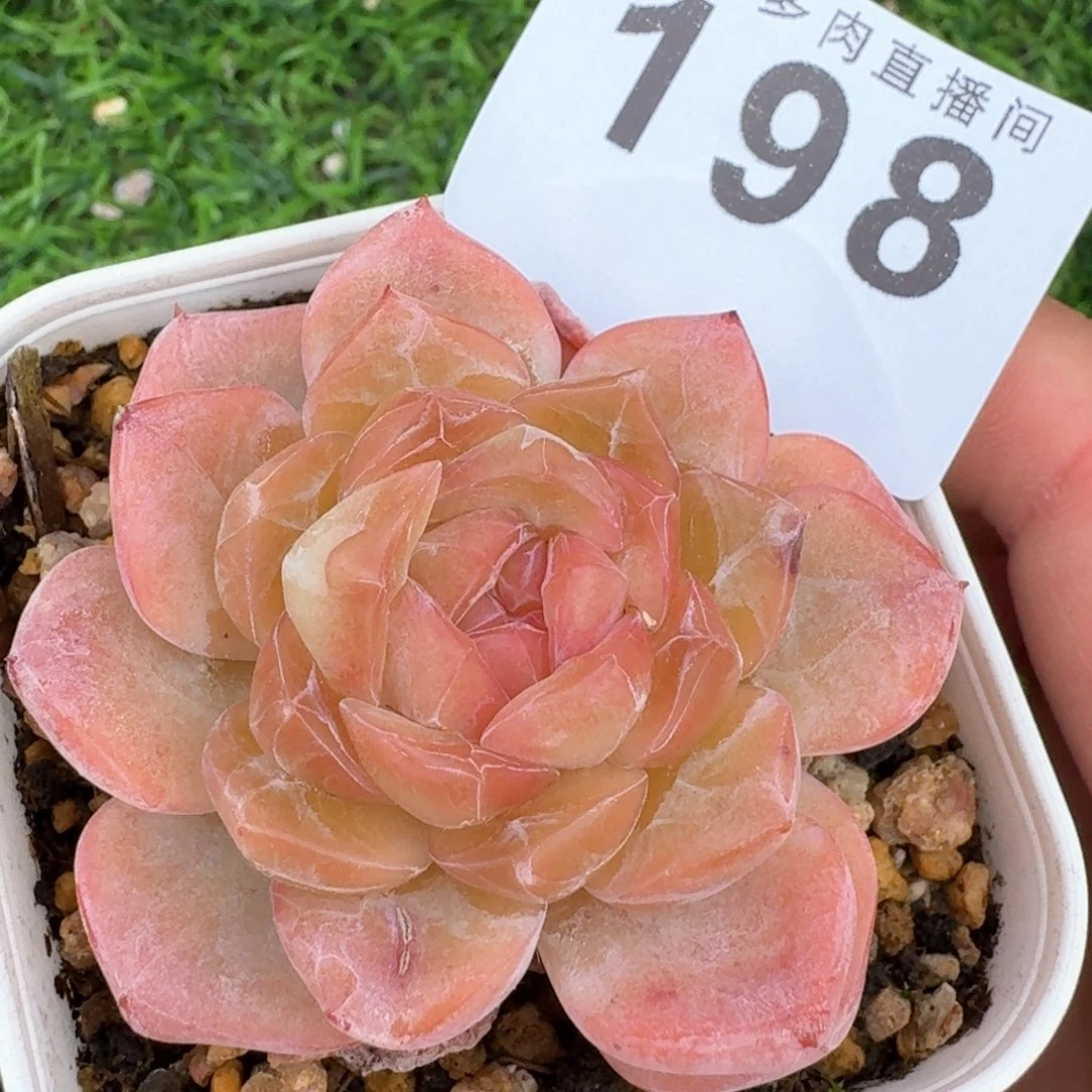 草莓啵啵福利         多肉植物