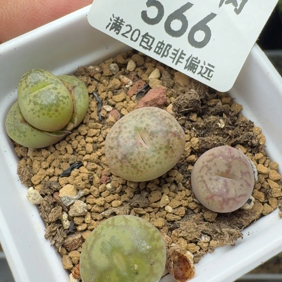 毛杂带盆土3颗一颗脱土。
