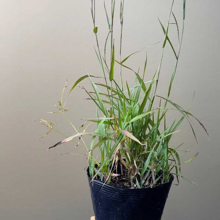 飞***完全开放盆栽植物