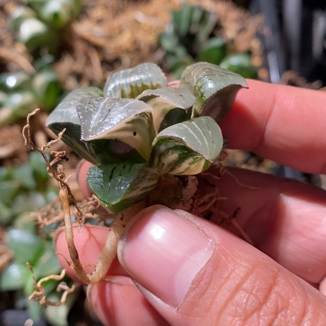 341 一颗实生咖啡锦 点赞福利