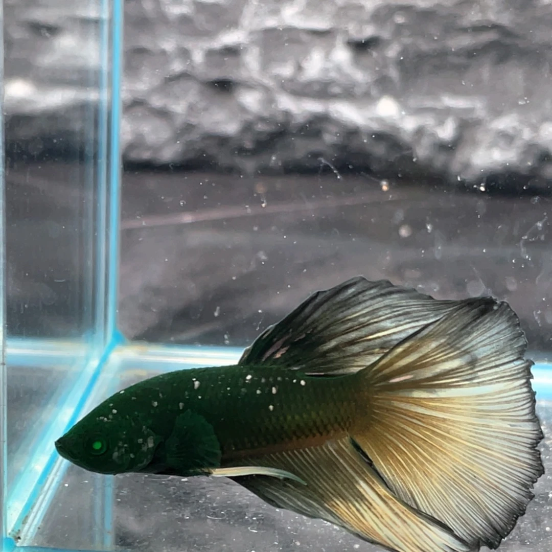 斗鱼绿金半月公鱼