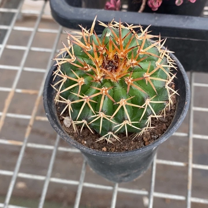 伯克利和格蕾纳等著名音乐