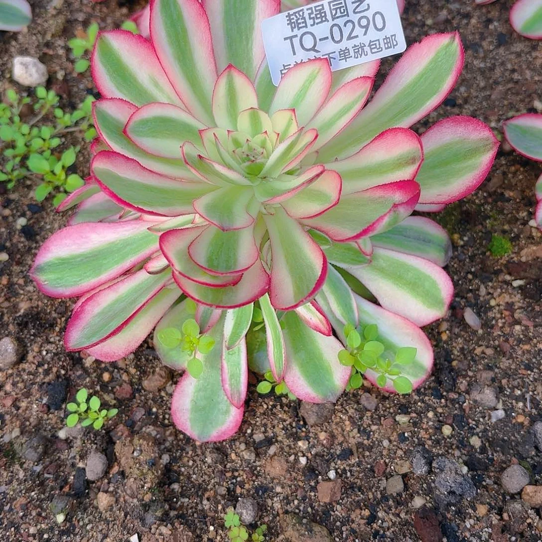 荔枝多肉植物六号290