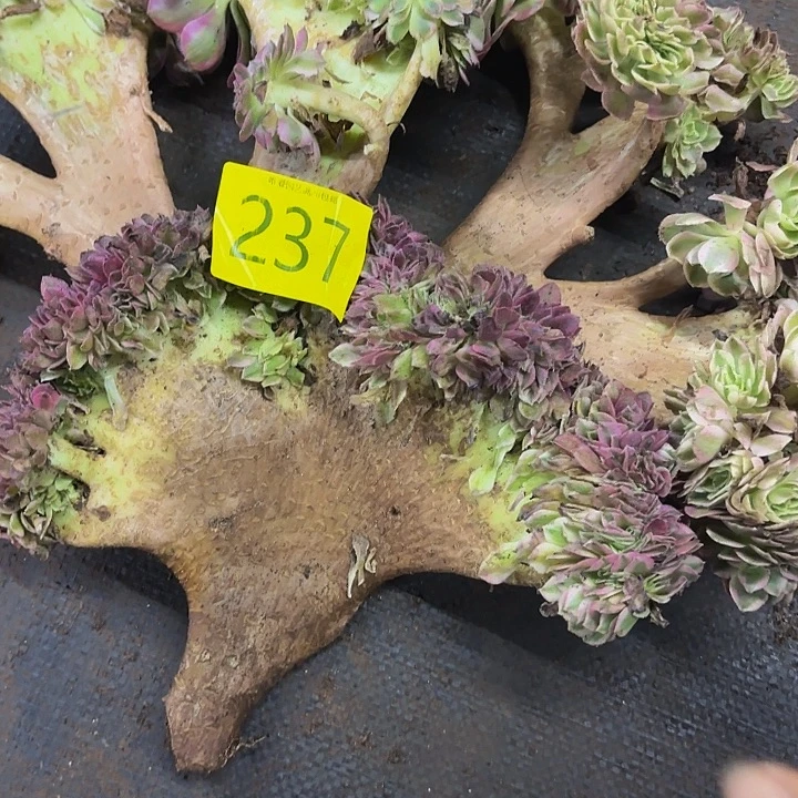 多肉植物福利237个