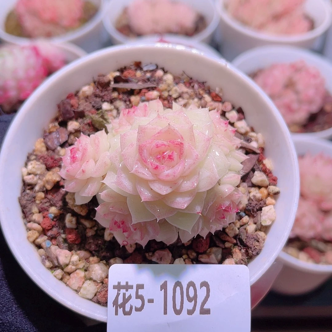 花利美5-1092白天鹅