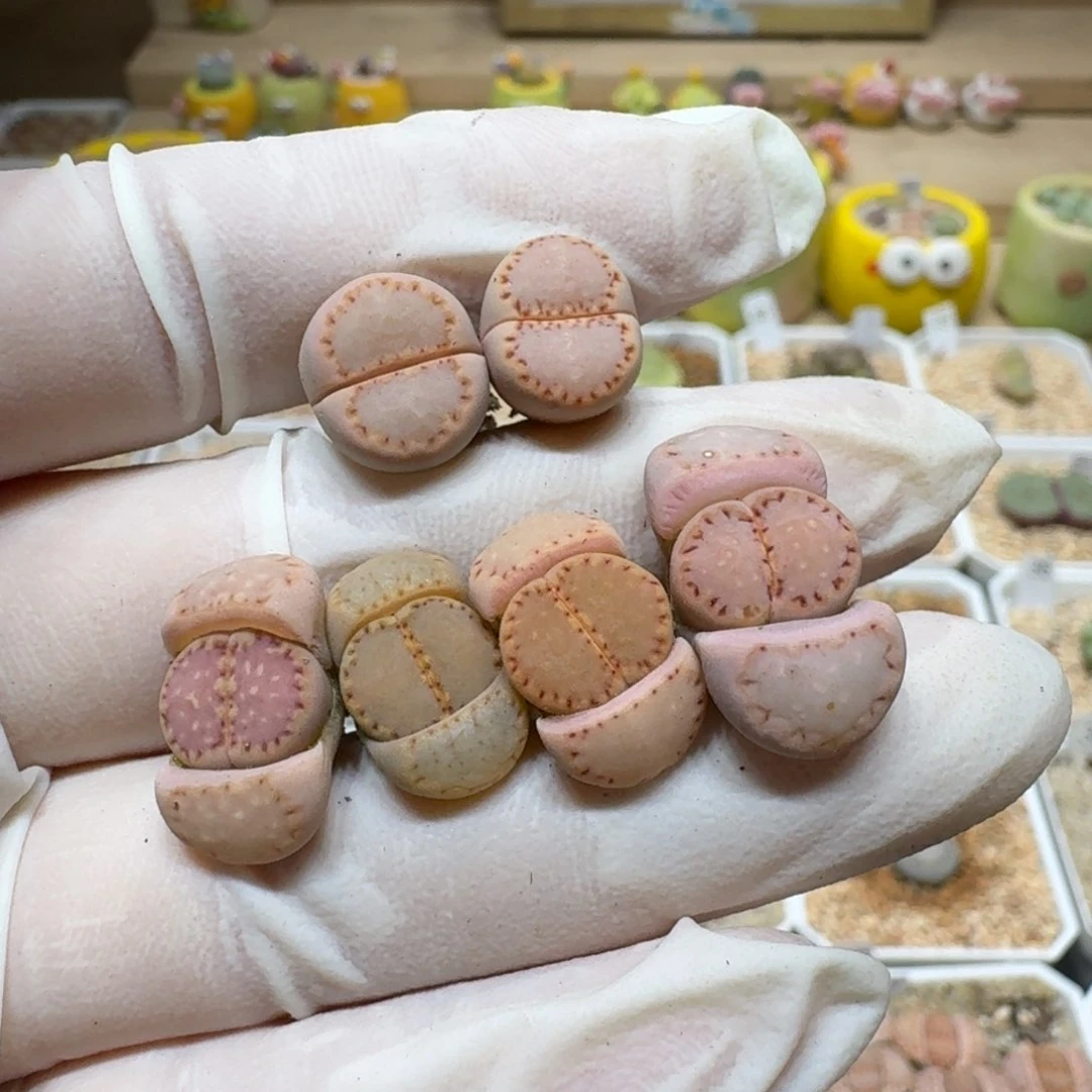 1**10202-38饼干编号k