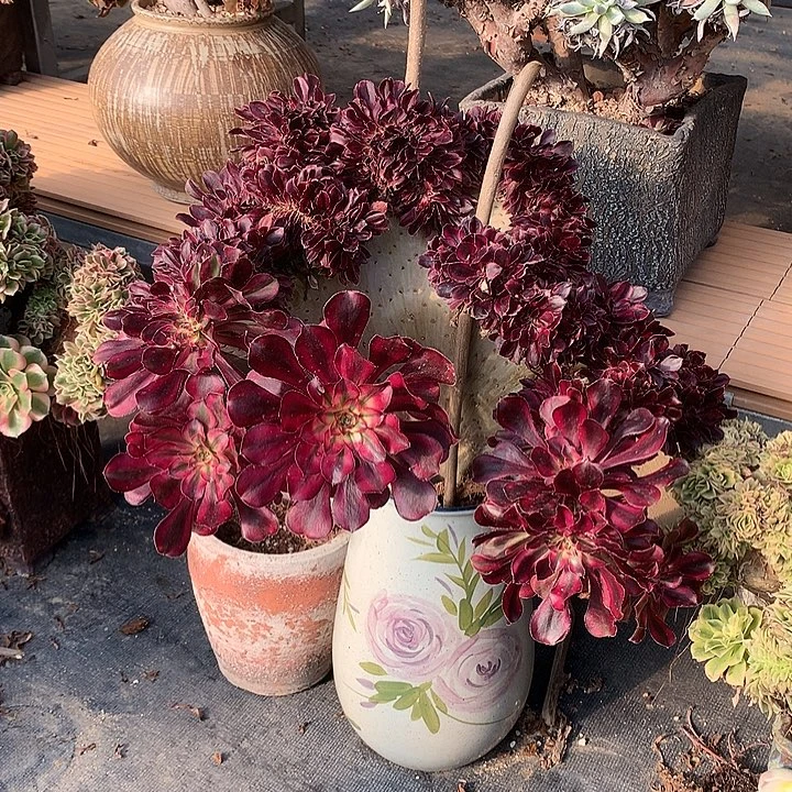 香奈儿缀脱土发货啊