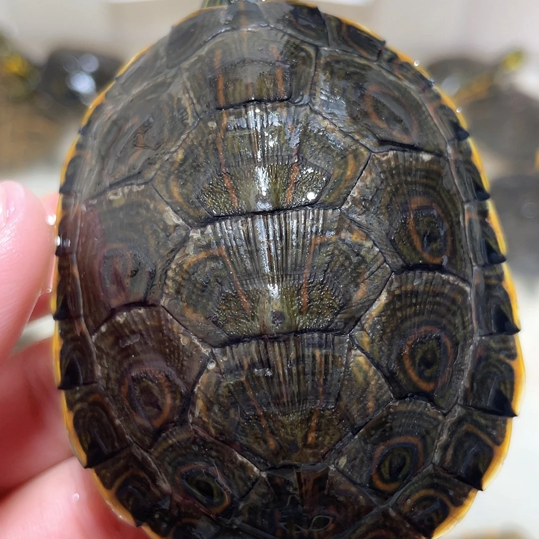 宠物龟不分公母7.3