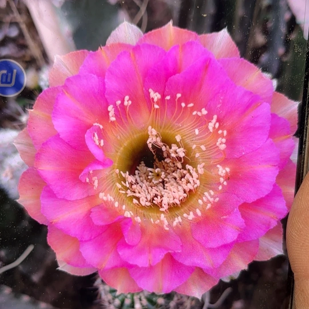 A27无根侧牙四公分