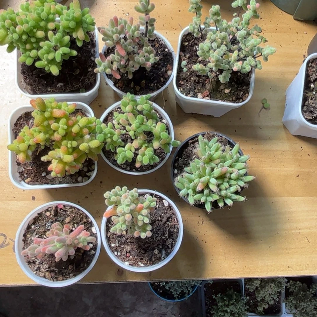 婷新手套餐8颗组合