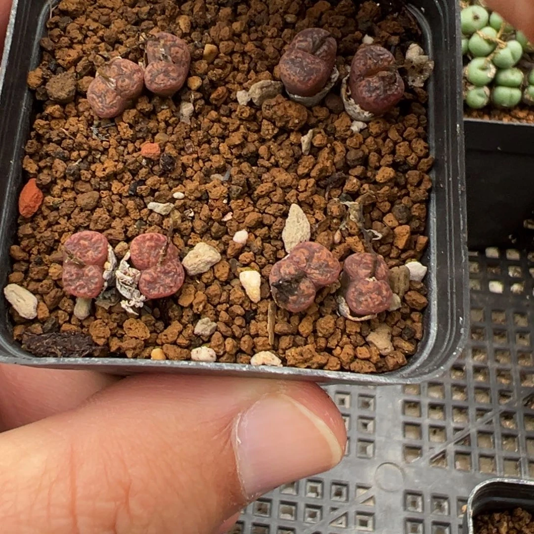 23-228肉锥多肉植物