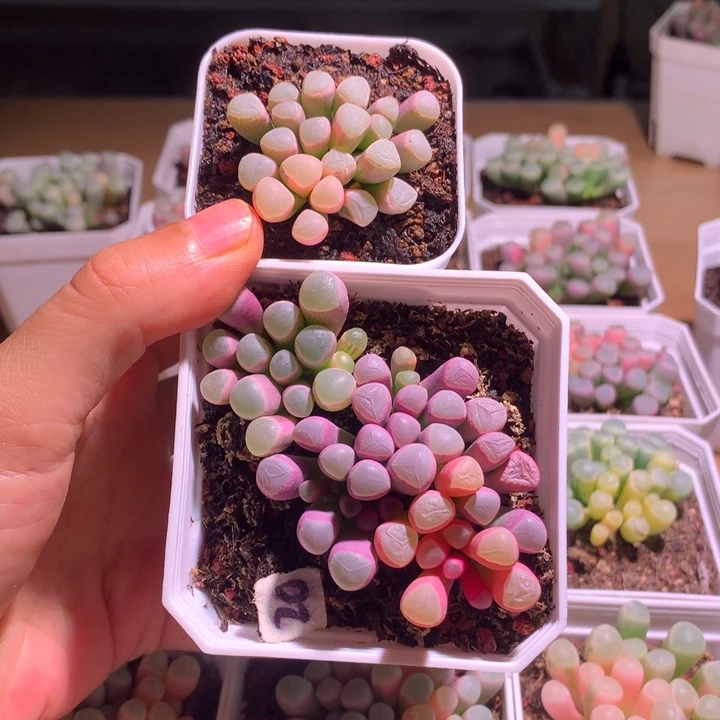 江***昕五十铃玉锦成株1棵