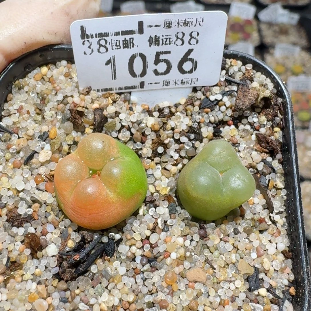 zzzz福利捡漏走起来1056