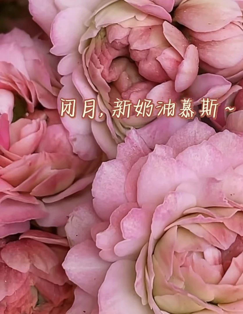 【闭月】110盆重瓣大花长寿花