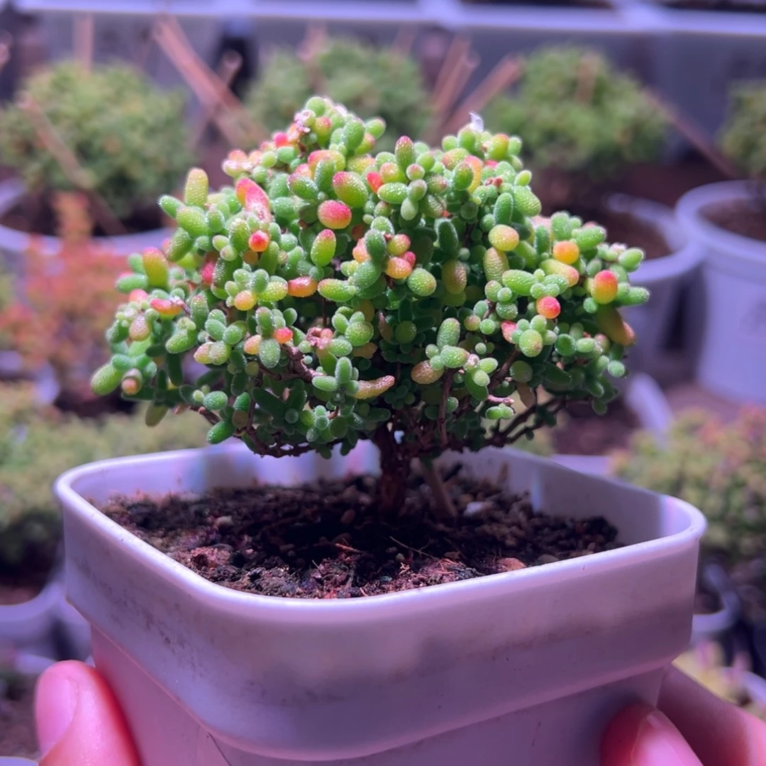 019蜜橘一物一拍带盆土发货