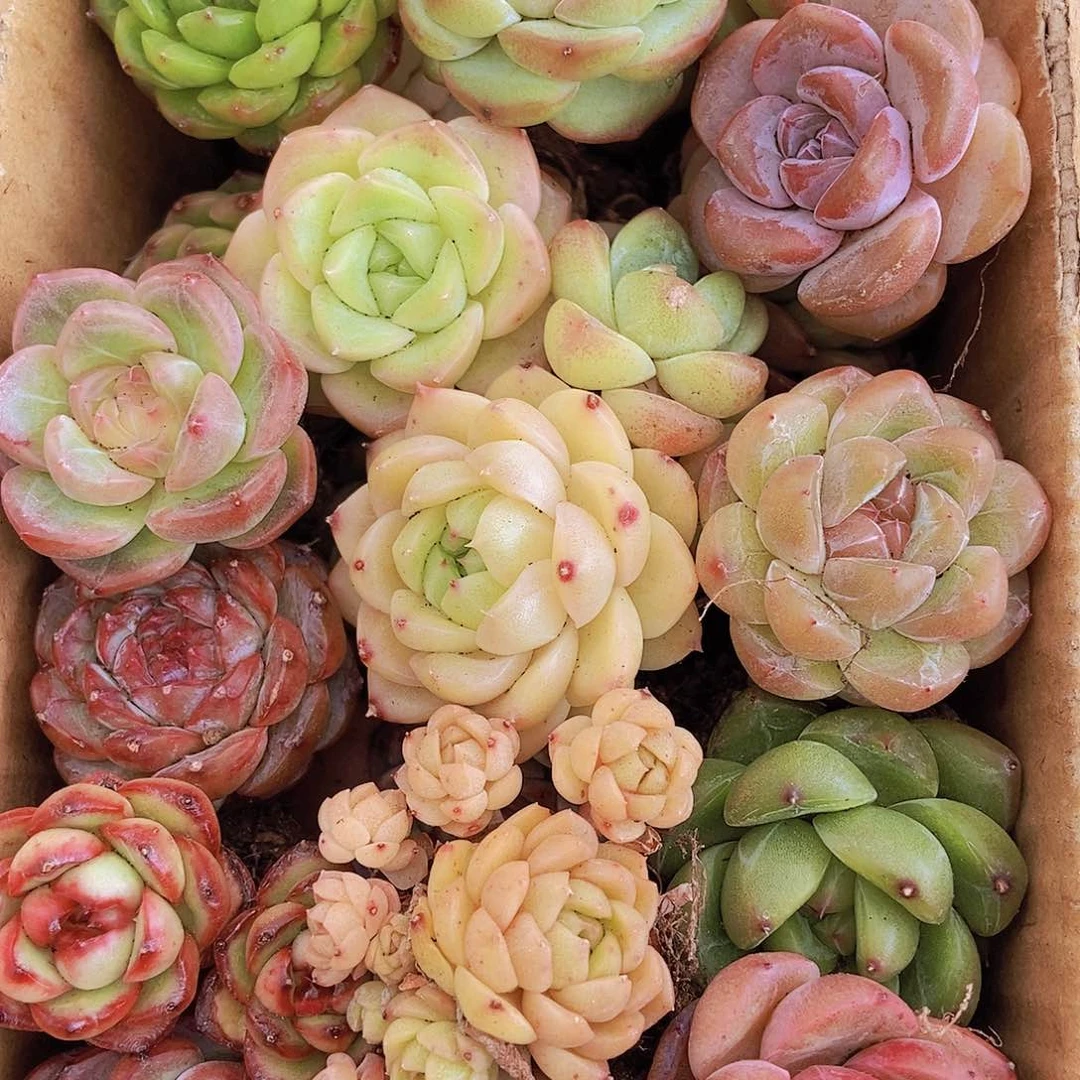 00000000001量拍保底20颗