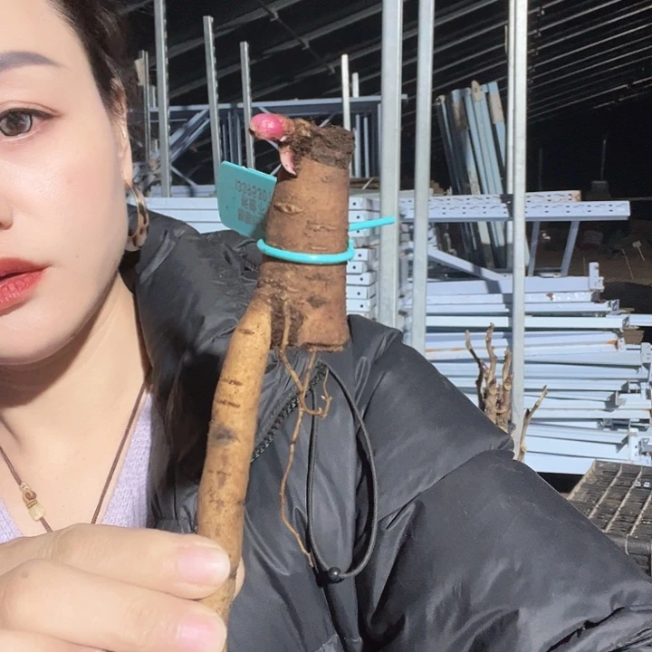 当前无花栽培后可以开花典雅