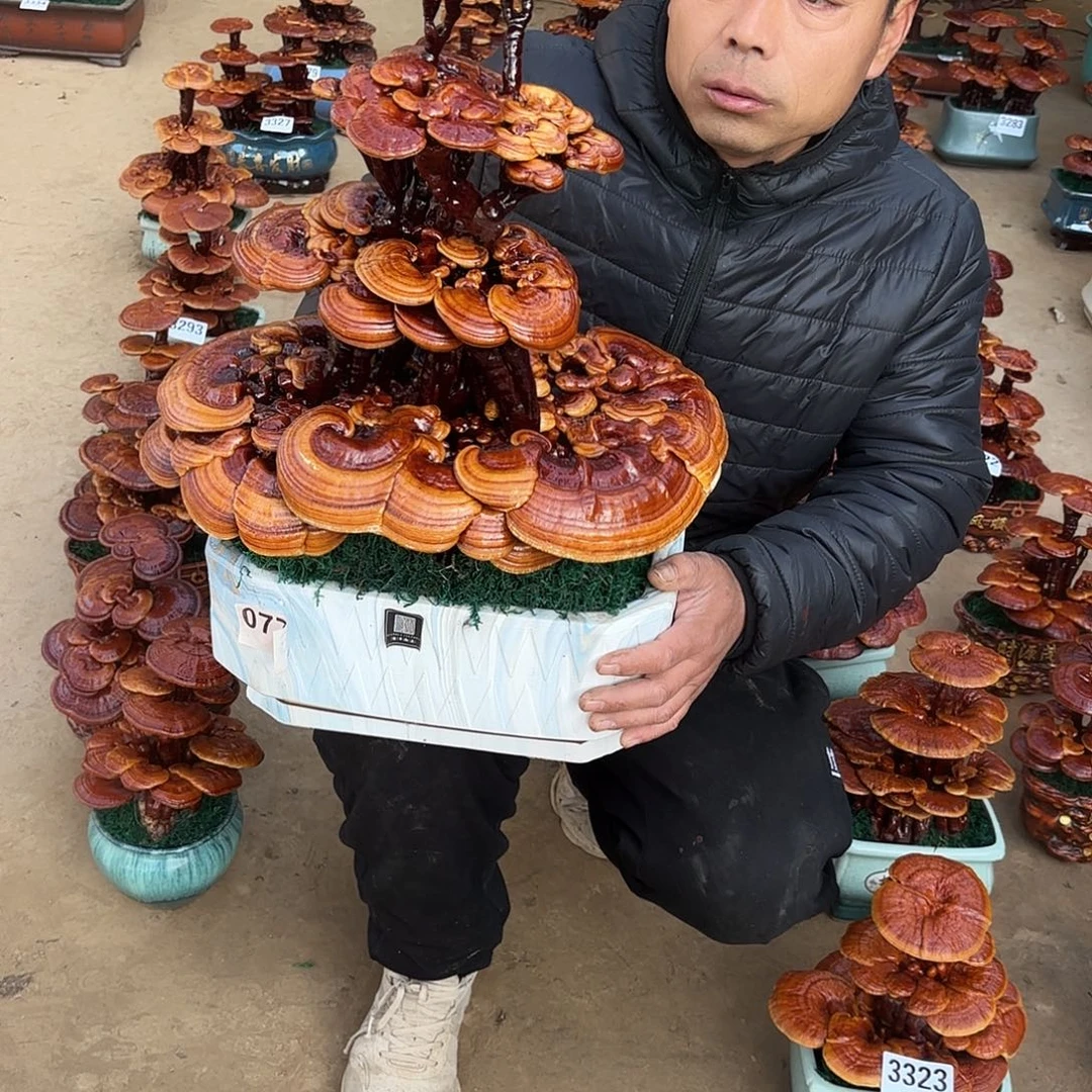 无花朵灵芝是我国著名植物