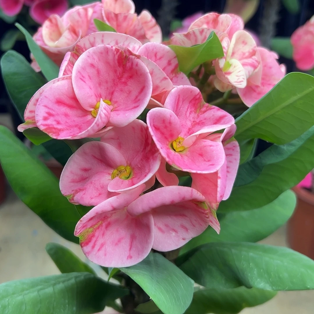 冰系列泰国大花虎刺梅