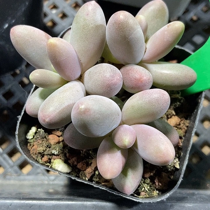 多肉植物糖果美人2087